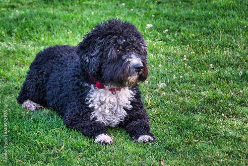 Purebred black and white Spanish water dog lying on the grass photo