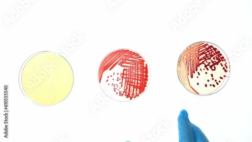 Top view close up scene bacteria in petri dish, scientist hand with glove move plate of sample on white floor, experiment of microbial culture in microbiology science laboratory.