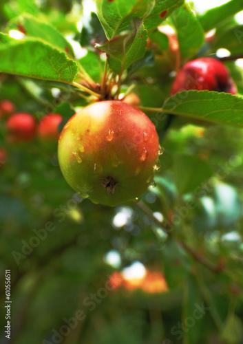 Nature, fruit and apple growing on trees in orchard for agriculture, farming and harvesting. Countryside, sustainability and closeup of red apples on branch for organic, healthy and natural produce