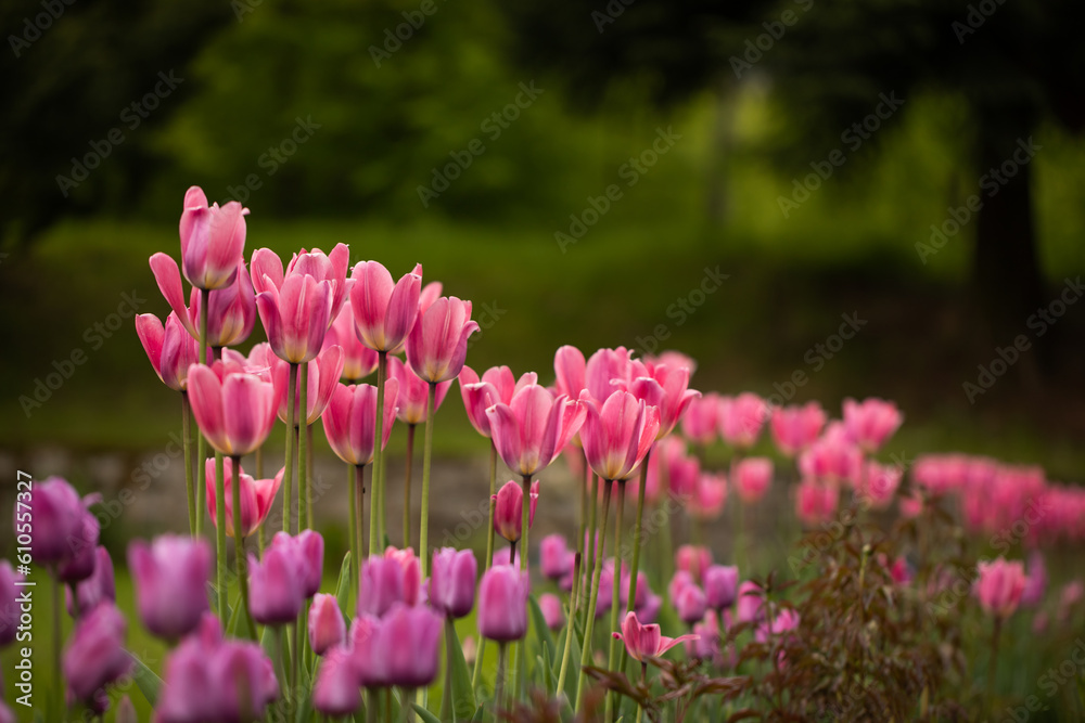 różowe tulipany w ogrodzie na zielonym tle	