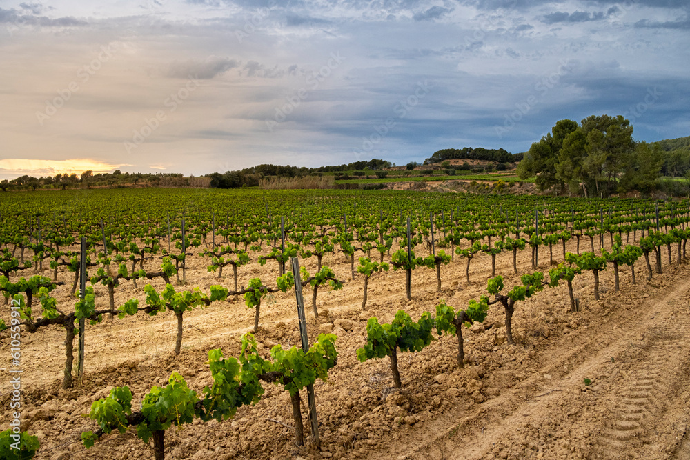 Landscape of vineyards in a sunset with rain storm in the area of denomination of origin of Penedes in the province of Barcelona in Spain Landscape of vineyards in a sunset with rain storm in the area of denomination of origin of Penedes in the province of Barcelona in Spain