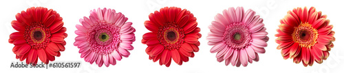 set of isolated different red and pink colored gerbera flowers. Created with Generative AI