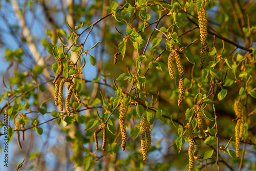 Close up view of flowering yellow catkins on a river birch tree betula nigra in spring, with blue sky background