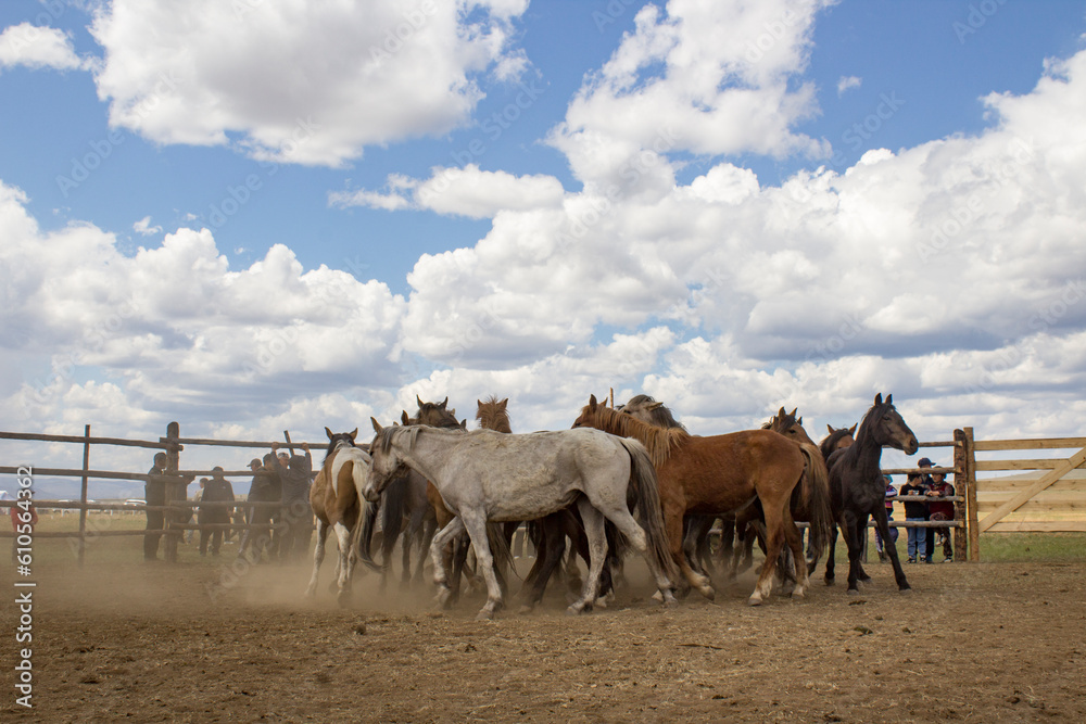 Fototapeta premium Herd of wild unbroken horses