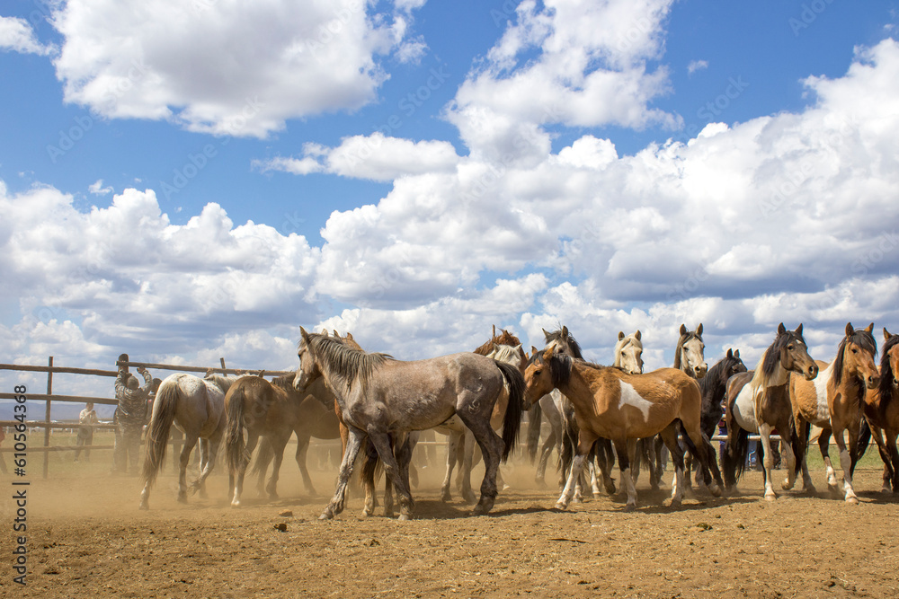 Herd of wild unbroken horses