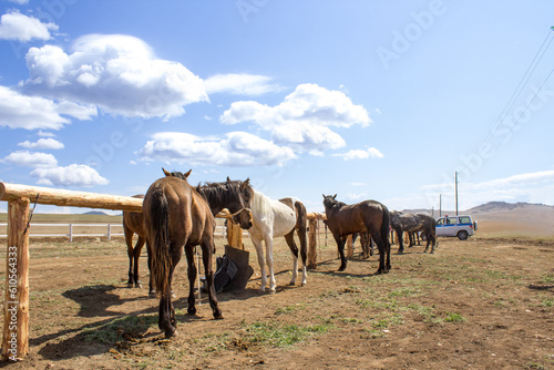 Herd of wild unbroken horses