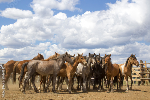 Fototapeta Naklejka Na Ścianę i Meble -  Herd of wild unbroken horses