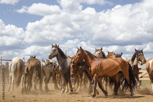 Herd of wild unbroken horses © Tungalag