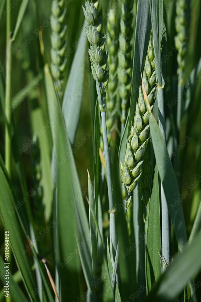 green ears of wheat,
green ear of wheat, macro wheat field, Juicy fern spring crops, ear of wheat, succulent green cereal plants in the field, tender green meadow spikelets, grass texture background green ears of wheat,
green ear of wheat, macro wheat field, Juicy fern spring crops, ear of wheat, succulent green cereal plants in the field, tender green meadow spikelets, grass texture background