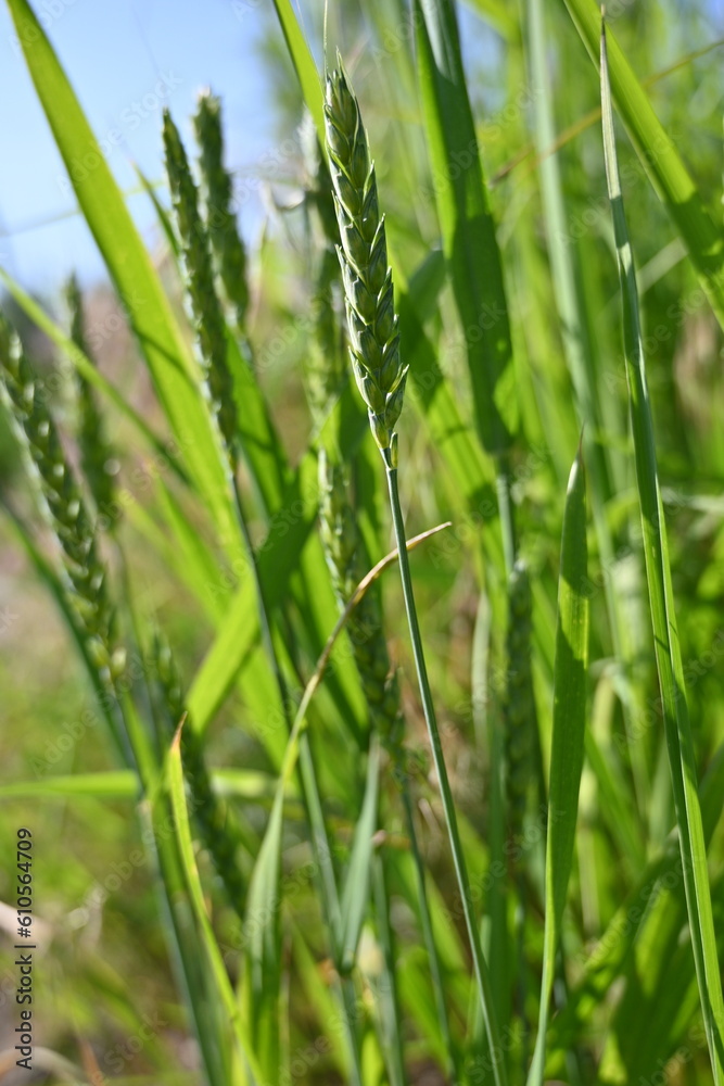 green ears of wheat,
green ear of wheat, macro wheat field, Juicy fern spring crops, ear of wheat, succulent green cereal plants in the field, tender green meadow spikelets, grass texture background green ears of wheat,
green ear of wheat, macro wheat field, Juicy fern spring crops, ear of wheat, succulent green cereal plants in the field, tender green meadow spikelets, grass texture background