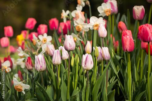 Fototapeta Naklejka Na Ścianę i Meble -  tulipany i narcyze, wiosenna kompozycja	