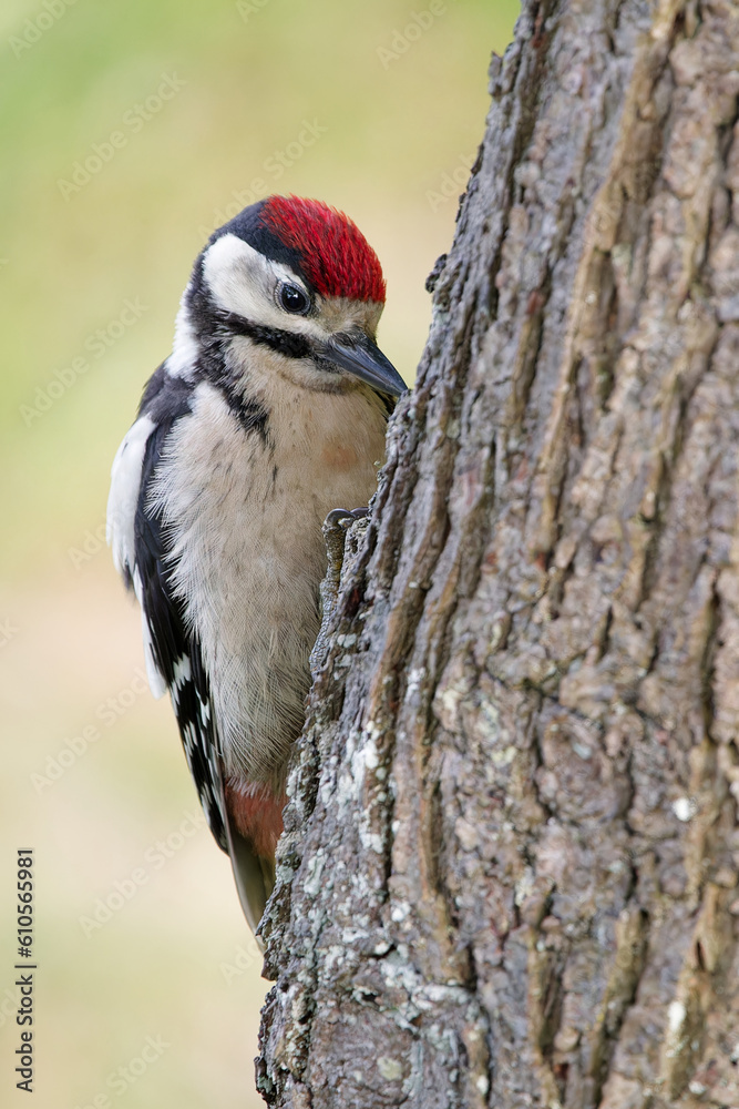 Great spotted woodpecker on the trunk of a plum tree Great spotted woodpecker on the trunk of a plum tree