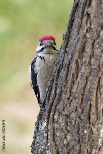 Great spotted woodpecker on the trunk of a plum tree