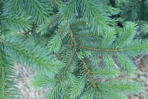 short needles of a coniferous tree close-up on a green background, texture of needles of a Christmas tree close-up, blue pine branches, texture of pine needles, green branches of a pine tree close-up