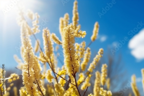 Easter or spring background with flowering willow branches against blue sky in sunlight