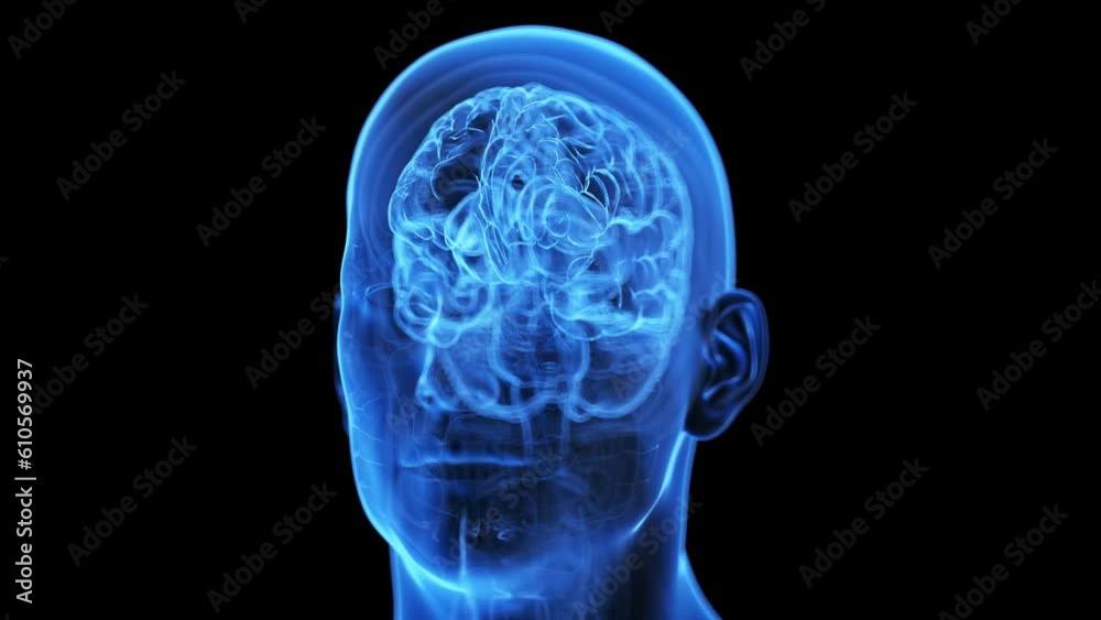 Animation of an active human brain