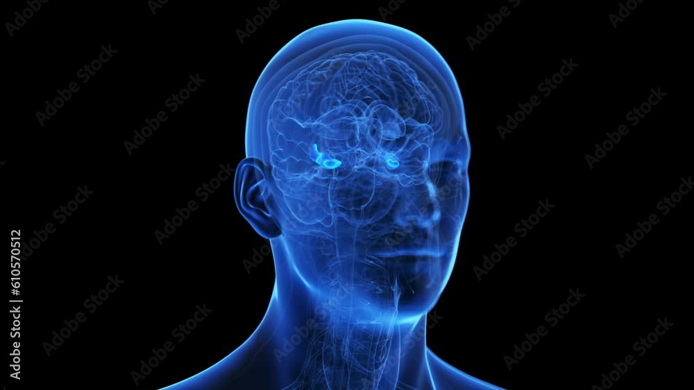 Animation of the hippocampus Animation of the hippocampus