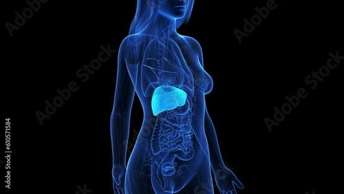 Animation of the liver photo