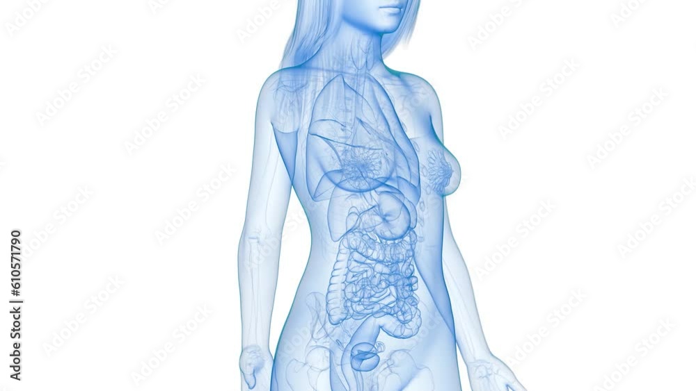 Animation of a growing liver tumour
