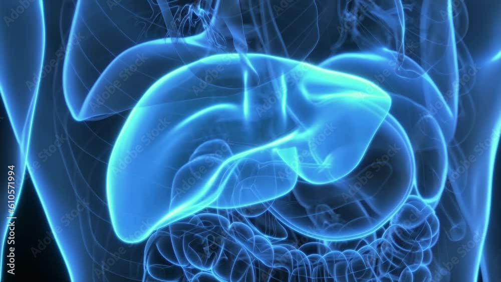 Animation of hormones produced by the liver