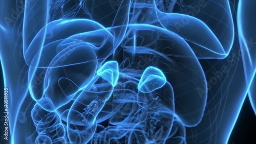 Animation of hormones produced by the adrenal glands