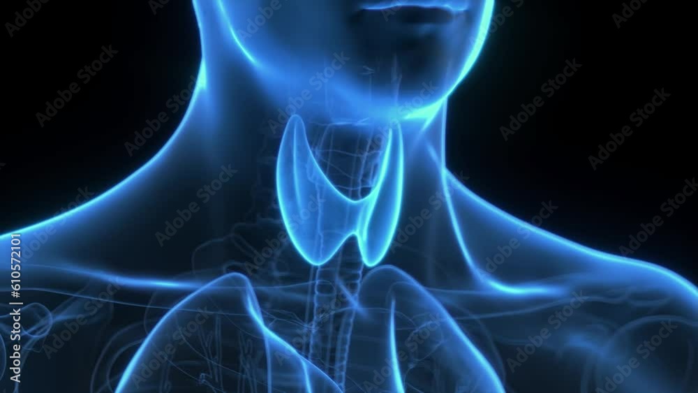 Animation of hormones produced by the thyroid gland Animation of hormones produced by the thyroid gland