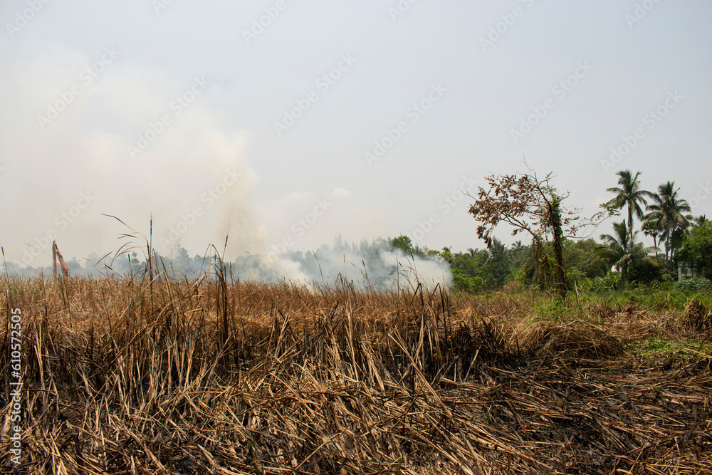 Obraz premium dried up crushed straw on the agricultural field with smoky background of stubble burning