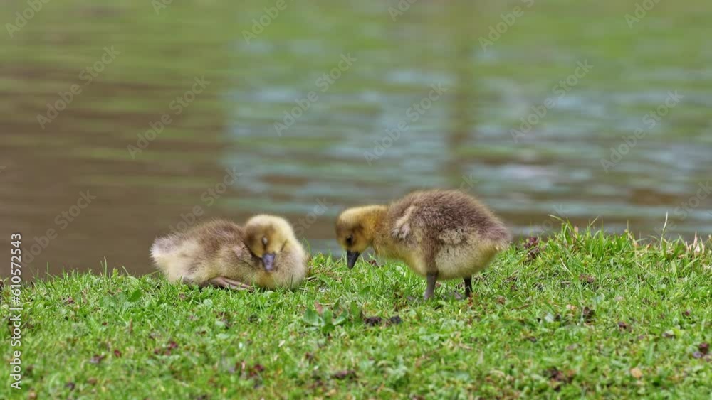 Family of greylag geese with small babies. The greylag goose, Anser anser is a large goose species of the waterfowl family Anatidae Family of greylag geese with small babies. The greylag goose, Anser anser is a large goose species of the waterfowl family Anatidae