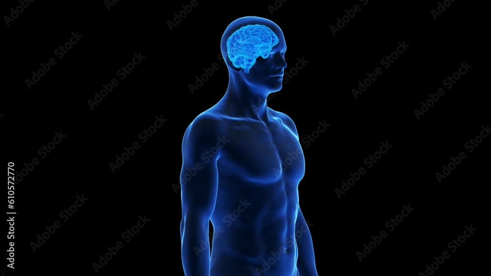 Animation of the human brain Animation of the human brain