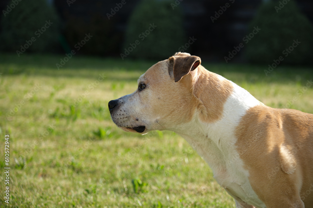 Chien American Staffordshire Terrier	