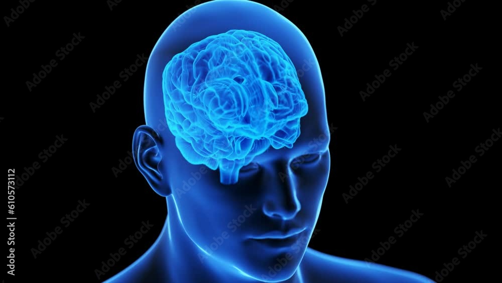 Animation of the human brain