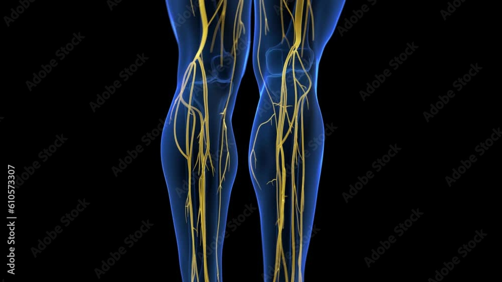 Animation of the human nervous system