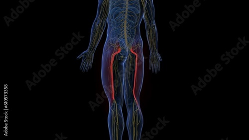 Animation of the sciatic nerves photo