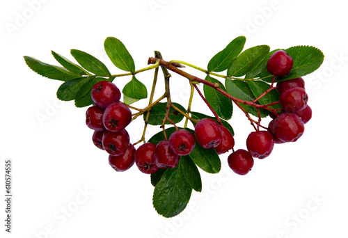 Branch of red rowan with green leaves on an isolated white background photo
