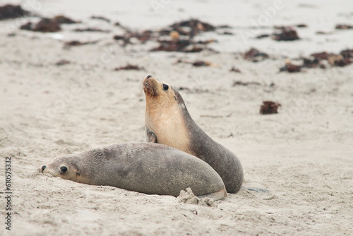 baby seals relaxing on the beach, kangaroo island australia
