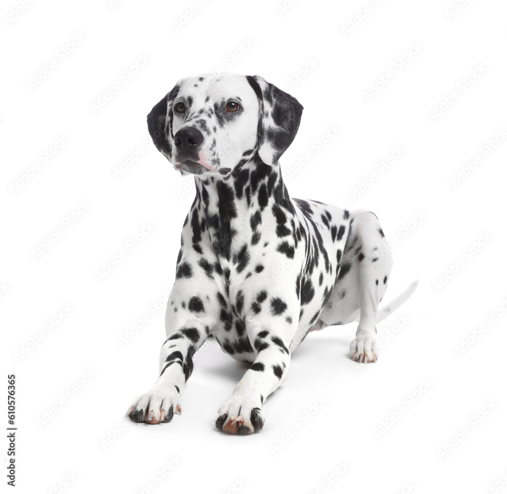 Adorable Dalmatian dog on white background. Lovely pet Adorable Dalmatian dog on white background. Lovely pet