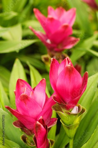 Turmeric flowers. Curcuma sp. Their root is commonly used in cooking, particularly in Asian cuisines.