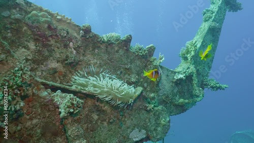 Pair of Red Sea Clownfish or Threebanded Anemonefish (Amphiprion bicinctus) swims near anemone settled on boat crane of ferry Salem Express shipwreck, Camera moving forwards approaching Anemone photo