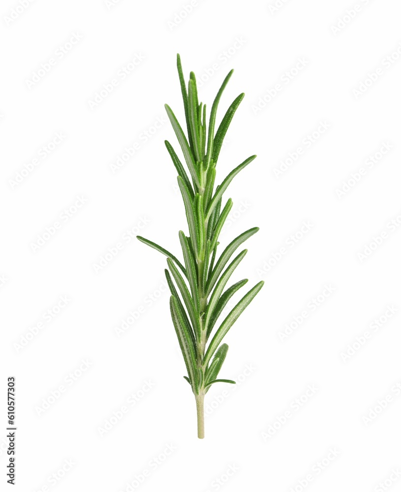 Sprig of fresh rosemary isolated on white Sprig of fresh rosemary isolated on white