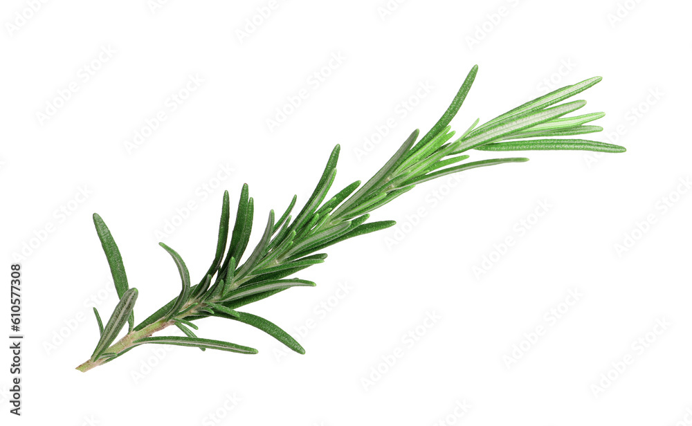 Fototapeta premium Sprig of fresh rosemary isolated on white
