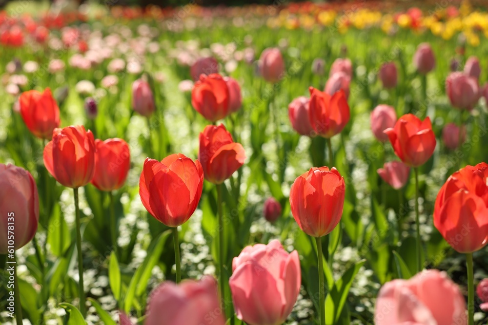 Beautiful bright tulips growing outdoors on sunny day, closeup