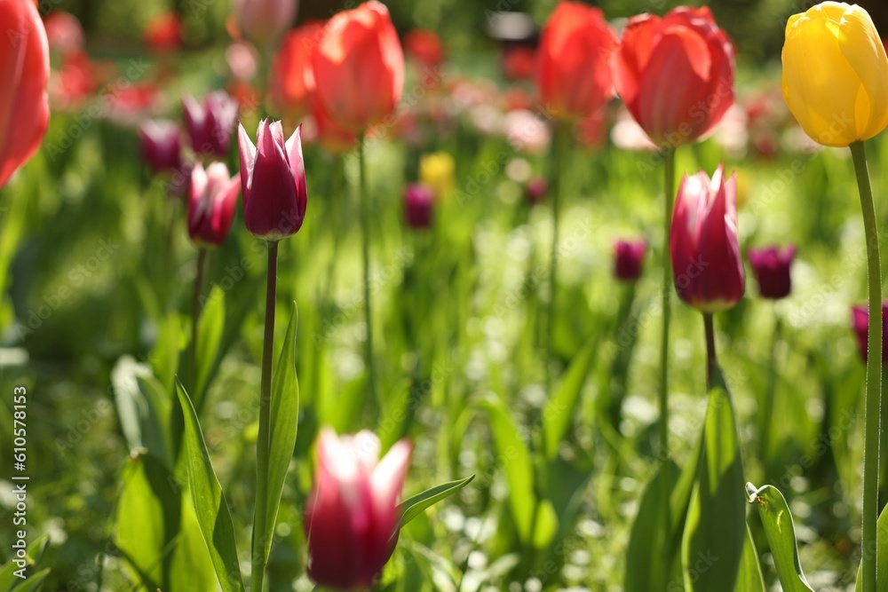 Beautiful bright tulips growing outdoors on sunny day, closeup