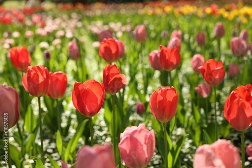 Beautiful bright tulips growing outdoors on sunny day  closeup