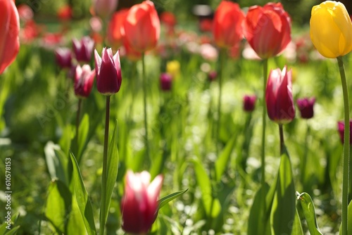 Beautiful bright tulips growing outdoors on sunny day, closeup © New Africa