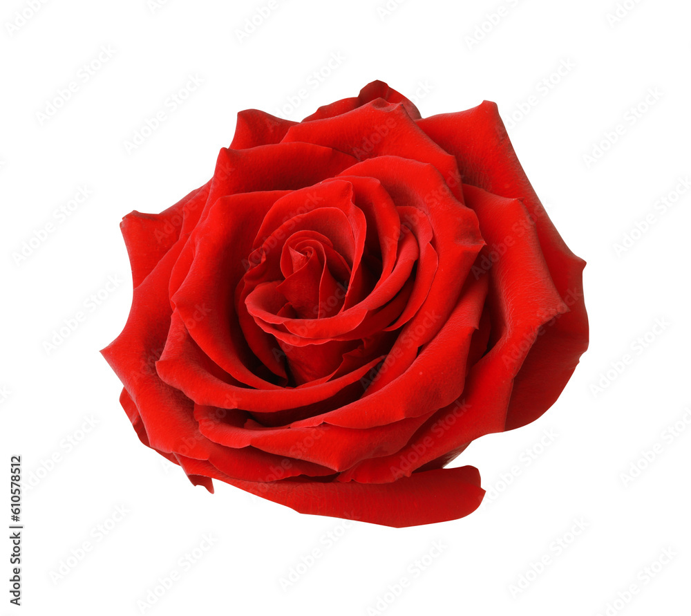 Beautiful fresh red rose isolated on white Beautiful fresh red rose isolated on white