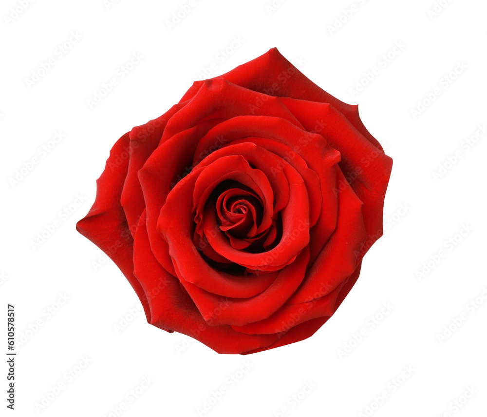 Beautiful fresh red rose isolated on white