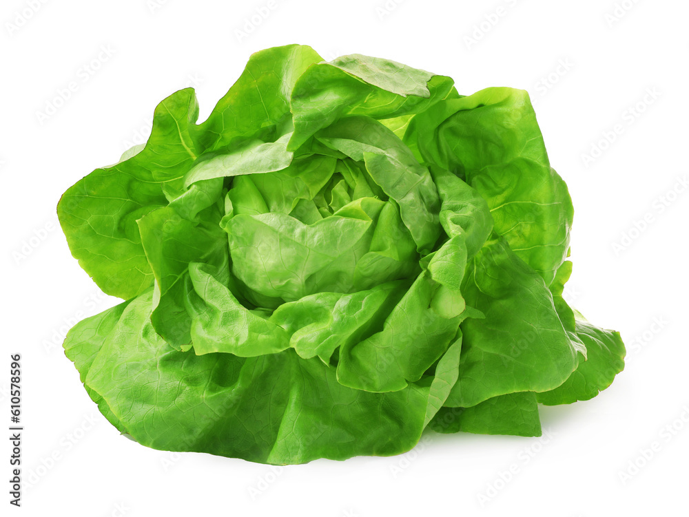 Fresh green butter lettuce head isolated on white Fresh green butter lettuce head isolated on white