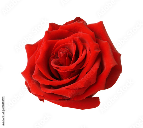 Fototapeta Naklejka Na Ścianę i Meble -  Beautiful fresh red rose isolated on white