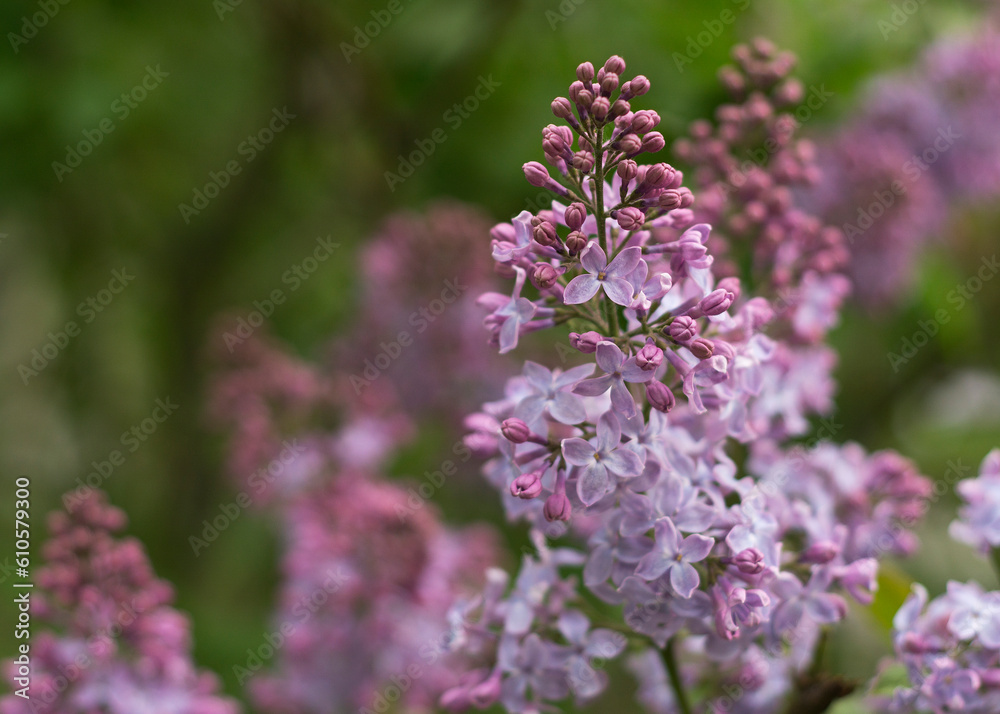 Beautiful lilac flowers blooming in the garden 02