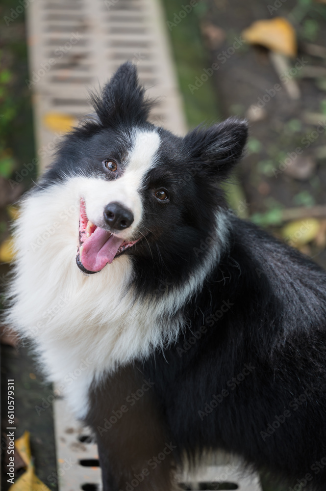 The Border collie happily looking at the camera
